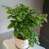 Bright, arching fans of vivid green foliage give this potted Maidenhair arrangement