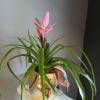 A bright tropical plant arrangement that brings instant cheer-perfect as a casual