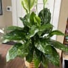Potted peace lily with glossy green leaves and white spathes in a woven basket