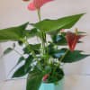 This striking pink Anthurium is ideal gift for anyone. It will add