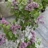 Bi-Colored Fragrant Lilac tree, they bloom in the spring and have such