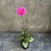 I do it for the garden lovers! Look at this beauty! Hot