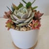 This small succulent arrangement is suitable for anyone. Very easy to care