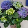 Basket of purple and green hydrangeas with large dark leaves