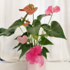 Pink anthurium arrangement in a pale pink pot with a ribbon bow