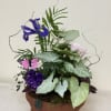 A compact terracotta pot filled with layered greenery and pops of color-this
