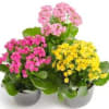 Beautiful blooming plant with easy care given bright indirect light and moderate