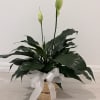 Elegant Peace Lily arranged in a woven basket, accented with a soft