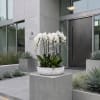This elegant Nine White Phalaenopsis Cascade orchid arrangement creates a striking vertical