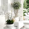 This elegant Seven White Phalaenopsis Cascade orchid arrangement creates a striking vertical