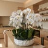 This elegant Eleven White Phalaenopsis Cascade orchid arrangement creates a striking vertical