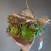 Potted succulent arrangement in a brown container with raffia bow, held in one hand.