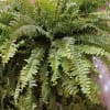 Large lush Boston fern plant for indoors or outdoors with moss and