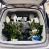 A beautiful peace lily plant delivery in San Antonio featuring lush green