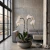 This elegant Double White Phalaenopsis Cascade orchid arrangement creates a striking vertical