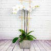 White orchid plant in a rustic square planter with bamboo stakes