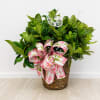 A lush and elegant Gardenia Bush, known for its rich green foliage
