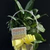 Basket of green houseplants with a yellow ribbon and a 