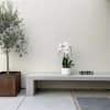 White orchid in a small white pot beside a potted tree