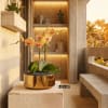 Same day Delivery Triple Peach Phalaenopsis Orchid With a Vase 12" x