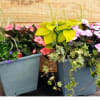 Two potted flowering plants in gray containers with pink and purple blooms