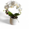 Potted white Phalaenopsis orchid with arching blooms in a white ceramic pot