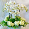 White orchids arranged above white hydrangeas in a square container