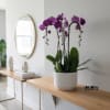 Purple orchids in a white pot on a wooden table