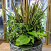 Mixed green houseplants in a textured ceramic planter