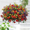 Assorted sunny annuals in a 14" hanging basket. Assortment may consist of