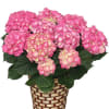 A cloud of pink hydrangea blooms takes center stage in this pink-and-white