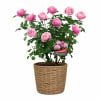 Multiple shades of pink roses-soft blush to brighter rose-bloom in abundance to