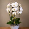An elegant and timeless arrangement of cascading premium white orchids, artfully designed
