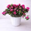 Delicate pink azalea flowers create a full, graceful design, offering a fresh