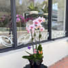 Flower size, shape and color will vary depending on availability and blooming