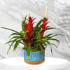 Tropical plant arrangement with red bromeliads in a blue patterned pot