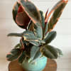 6" Ficus Ruby in a ceramic cache pot.