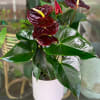 Potted anthurium plant with dark red blooms and glossy green leaves