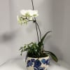 An elegant orchid and complimentary plant in an oval, ceramic container. 