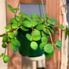 Trailing green potted plant in a hanging container