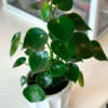 Potted plant with glossy round green leaves in a white ceramic pot