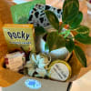 Gift box with a potted plant, candy, and a candle