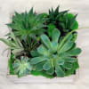 Square planter with assorted green succulents and moss