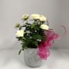 Mini roses nestled in a decorative ceramic pot with accents!  We