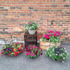 We carry an assortment of gorgeous mixed-color blooming hanging baskets for the