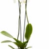 Pure white Phalaenopsis orchids make an immediate impression-arched stems of bright white