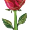 Single pink rose with a long green stem and leaves