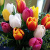 Bouquet of multicolored tulips in pink, yellow, white, and orange-red