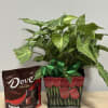 Potted green houseplant with a ribbon beside a bag of dark chocolate candies