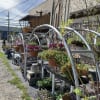 Rows of potted flowering plants displayed on metal racks outdoors